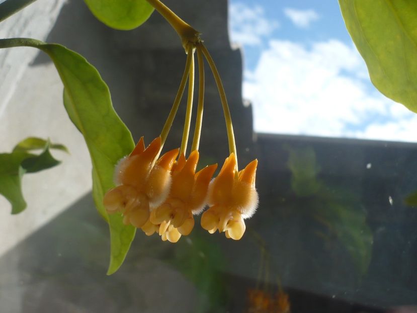 P1350028 - HOYA 2017