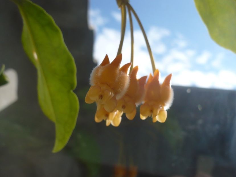 P1350029 - HOYA 2017