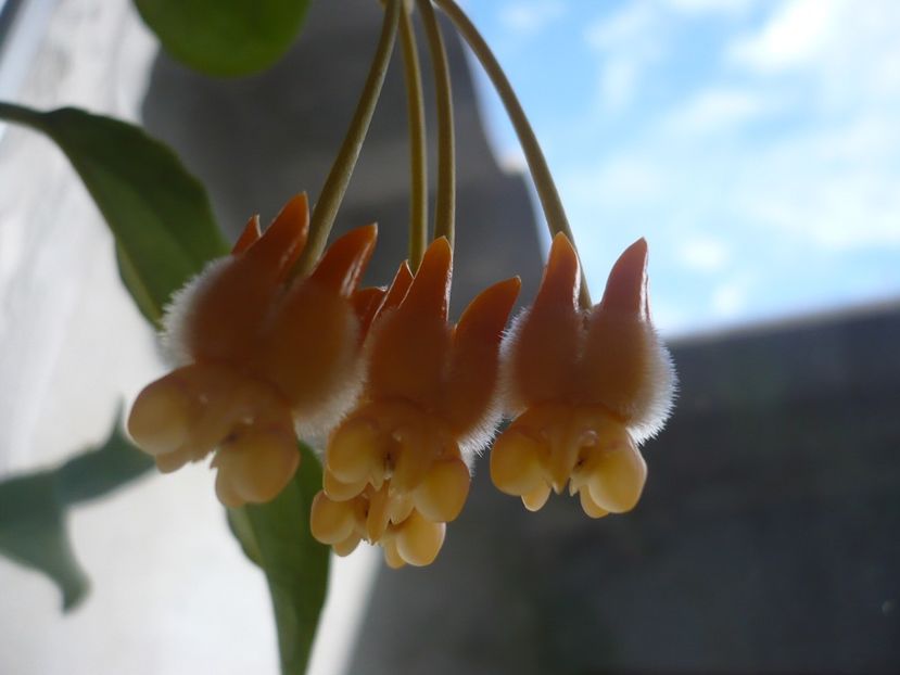 P1350037 - HOYA 2017