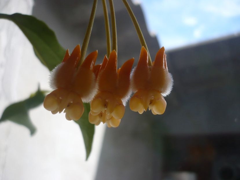 P1350038 - HOYA 2017