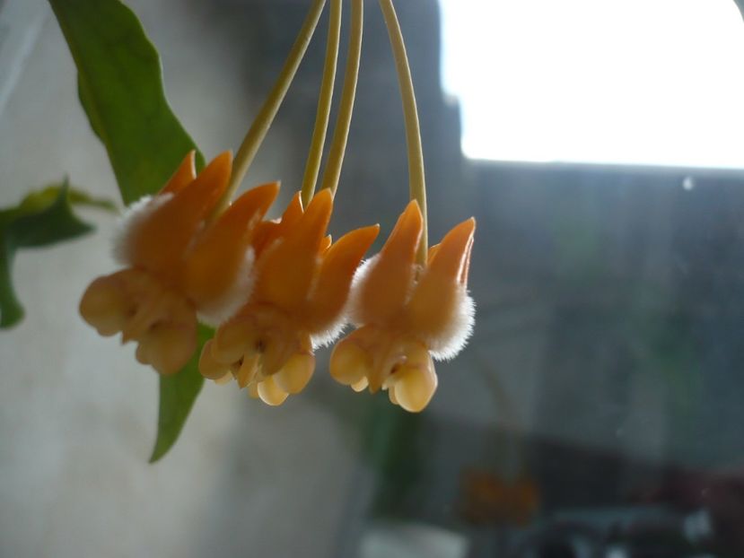 P1350046 - HOYA 2017