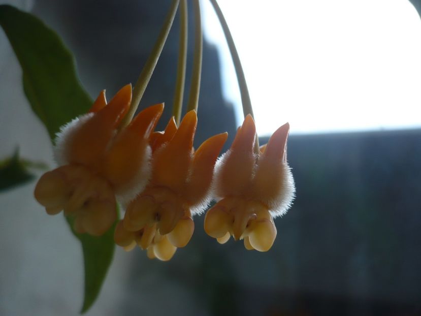 P1350047 - HOYA 2017