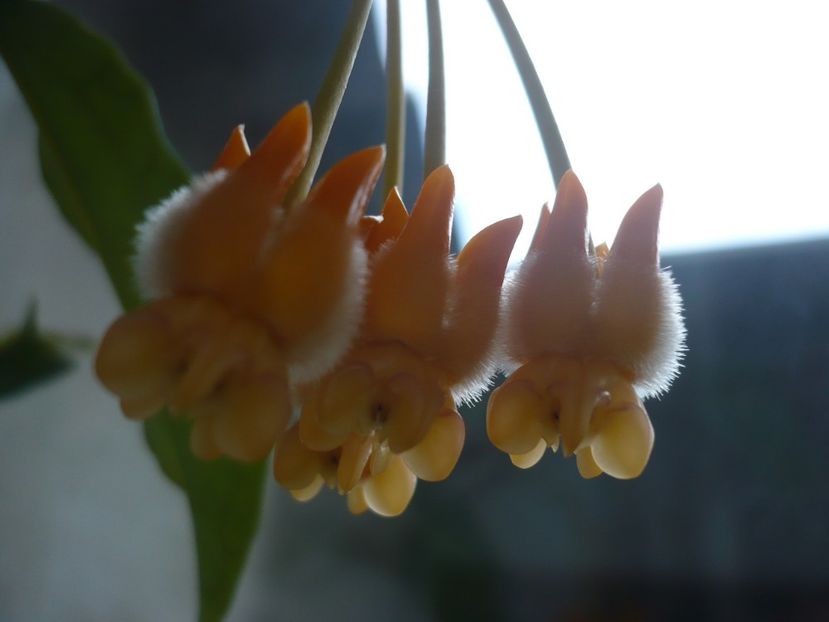 P1350048 - HOYA 2017