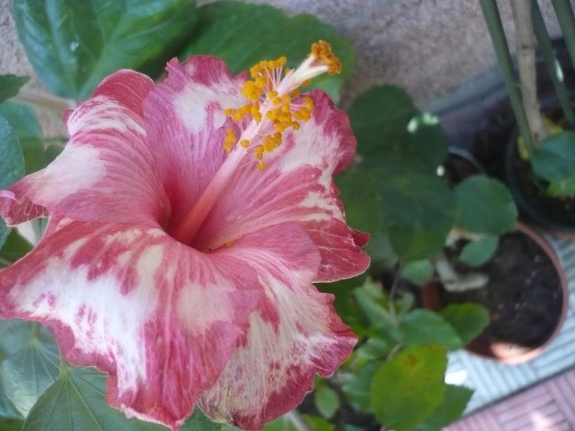 P1350042 - HIBISCUSI 2017-4