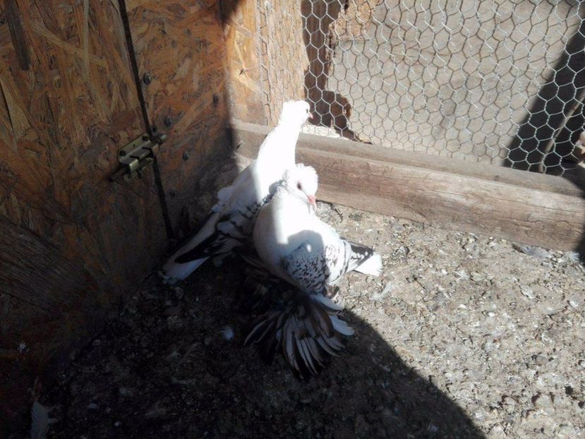 received_1698466973557342 - Domino