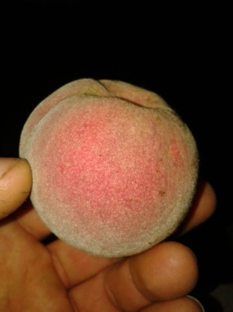 Fotografie0010 - 0 0 Arbusti fructiferi 2017-2018