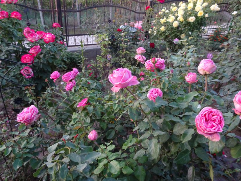 22 sept. - La Rose de Molinard