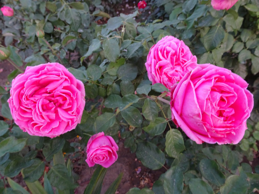 22 sept. - La Rose de Molinard