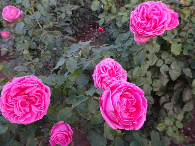 22 sept. - La Rose de Molinard