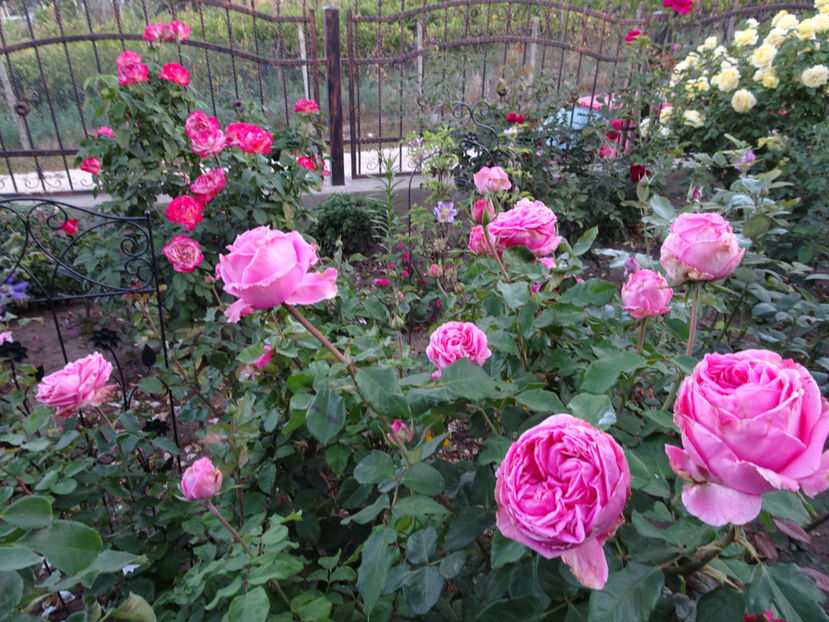 22 sept. - La Rose de Molinard