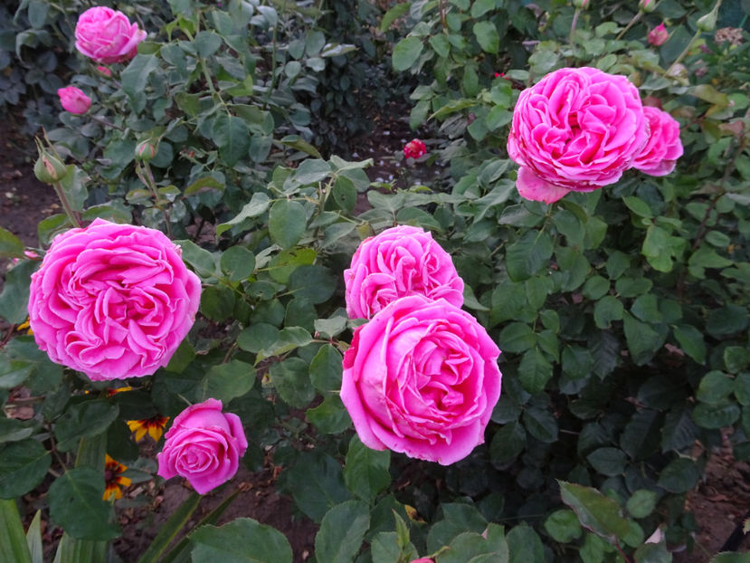 22 sept. - La Rose de Molinard