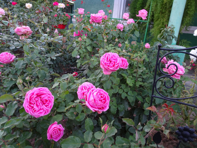 22 sept. - La Rose de Molinard