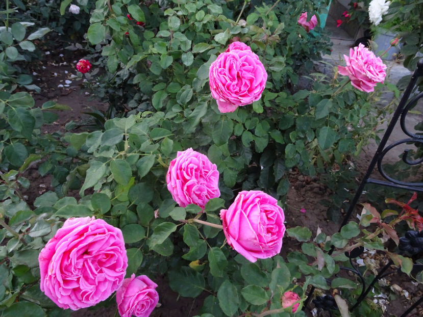 22 sept. - La Rose de Molinard