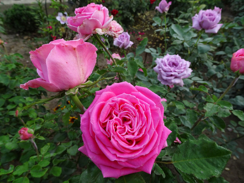 22 sept. - La Rose de Molinard