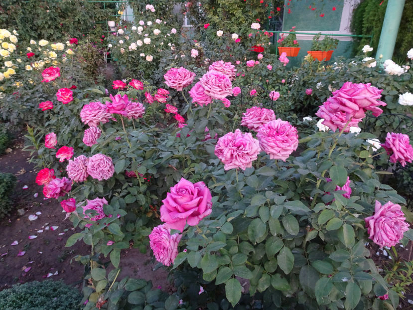 22 sept. - Claude Brasseur