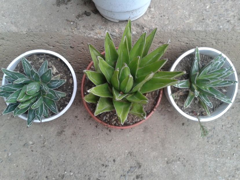 Fotografie0043 - AGAVE