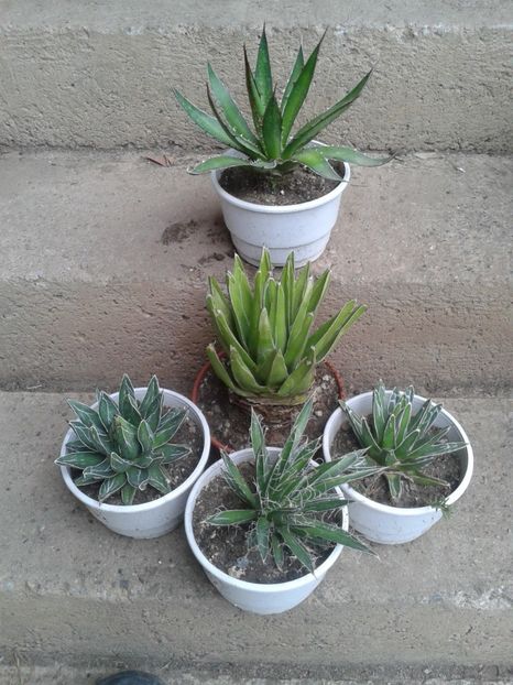 Fotografie0042 - AGAVE