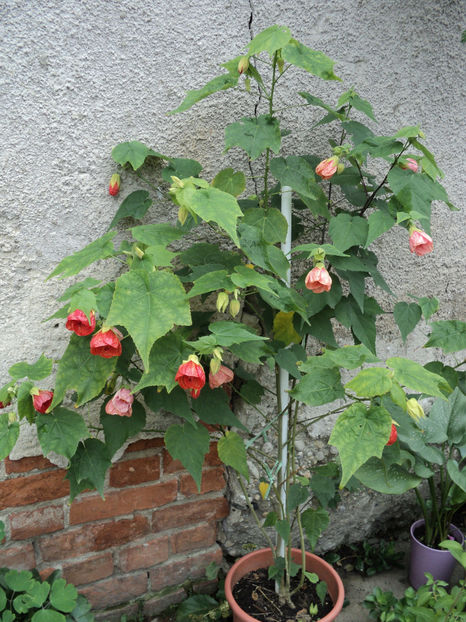 pentru noi nu e toamna... - Toamna