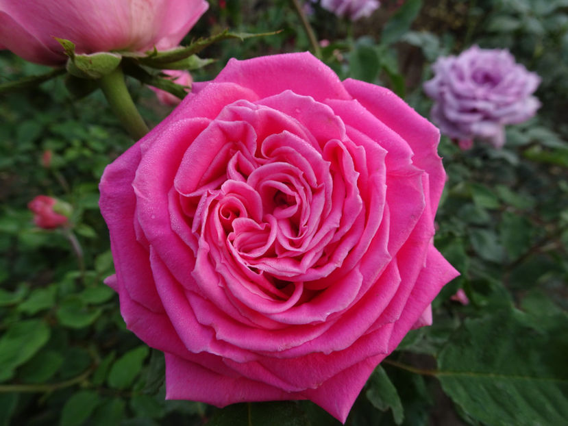 22 sept. - La Rose de Molinard