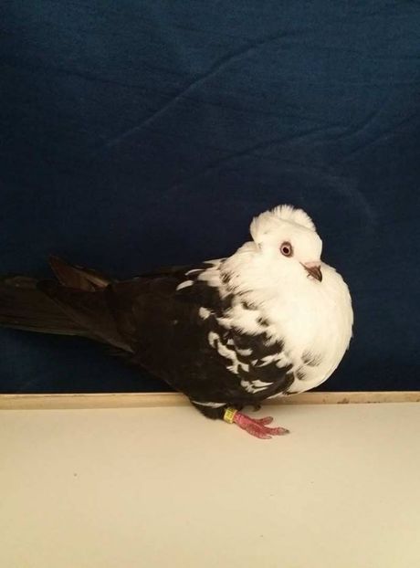 M 2017 - JUCATORI  DE TIMISOARA