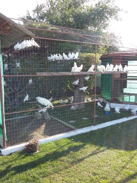  - VOLIERA EXTERIOARA