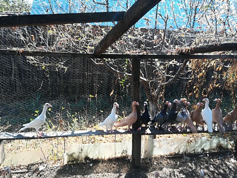 23.09.2017. - INSTANTANEE KARRIER