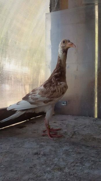 PUI.2017 - CARRIER PT MATCA 2018