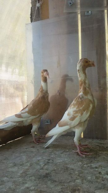 2...0-1.2017 - CARRIER PT MATCA 2018