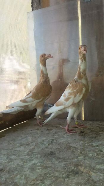 ACELEASI FEMELE..23.09.2017 - CARRIER PT MATCA 2018