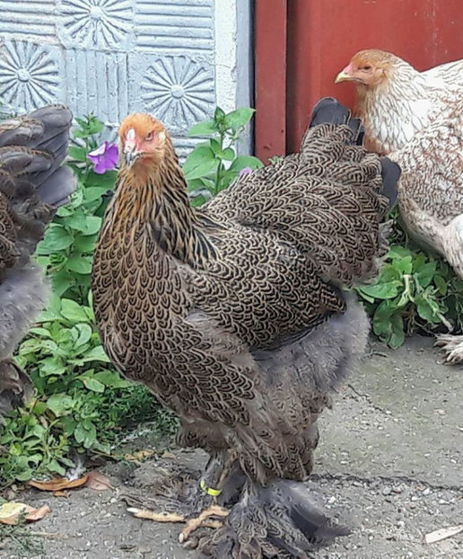  - a__Pui si tineret brahma 2017