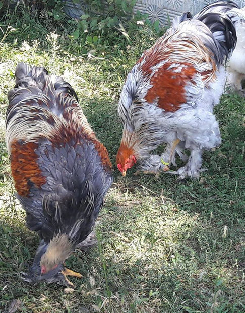  - a__Pui si tineret brahma 2017