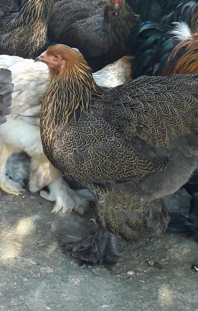  - a__Pui si tineret brahma 2017