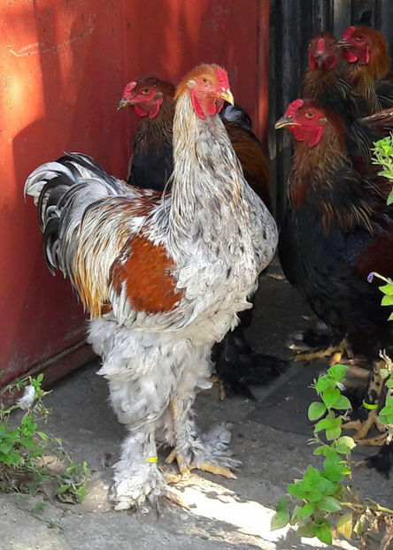  - a__Pui si tineret brahma 2017