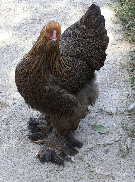  - a__Pui si tineret brahma 2017