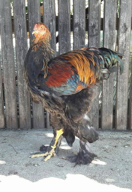  - a__Pui si tineret brahma 2017