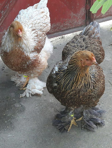  - a__Pui si tineret brahma 2017