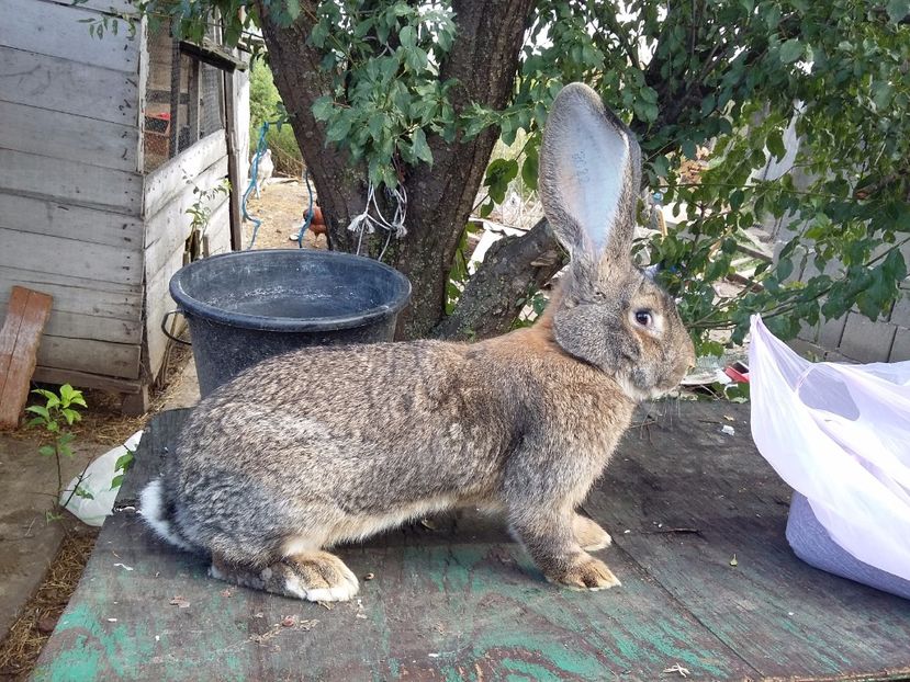  - Mascul urias gri feb 2017