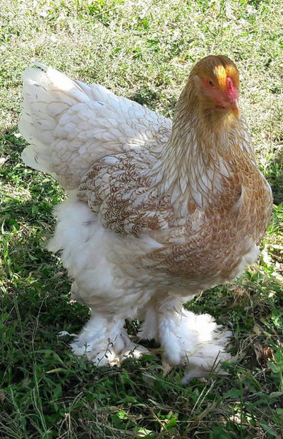  - a__Pui si tineret brahma 2017