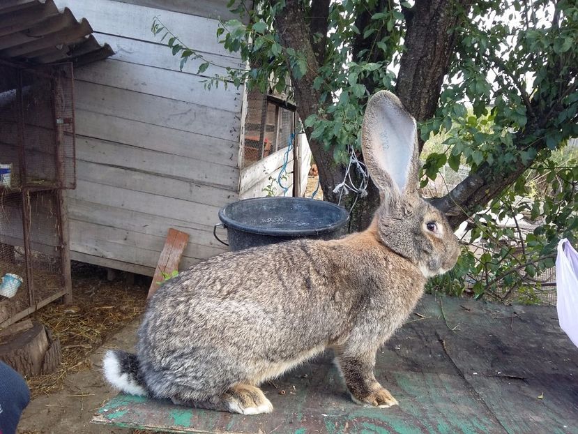 8 kg - Mascul urias gri feb 2017