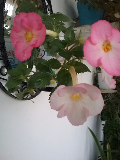  - Vie en Rose