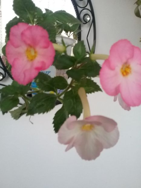  - Vie en Rose