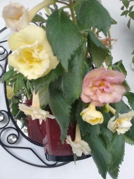 Yellow english rose - Yellow english rose