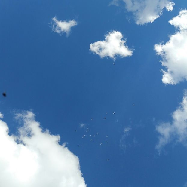 20170923_144926-1 - 2017- galateni baltati pe vanat