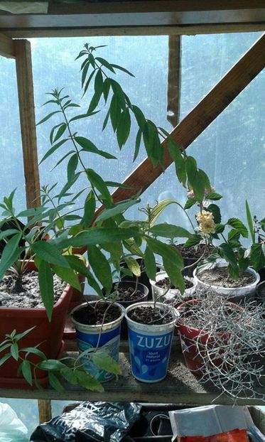 epuizat Lemon verbena, aroma puternica de lamaie, medicinala - w Produse livrate
