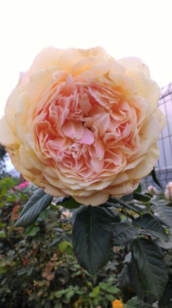 P_20170923_085209 - 100 Ideea Jardin