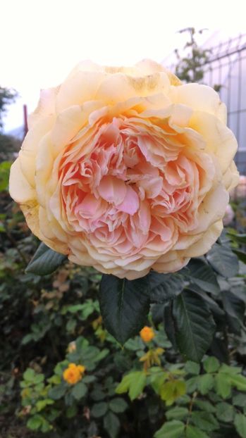 P_20170923_085205 - 100 Ideea Jardin