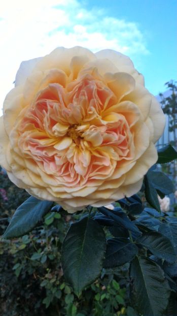 P_20170919_175405 - 100 Ideea Jardin