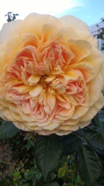 P_20170919_175400 - 100 Ideea Jardin