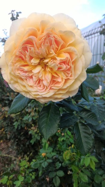 P_20170919_175357 - 100 Ideea Jardin