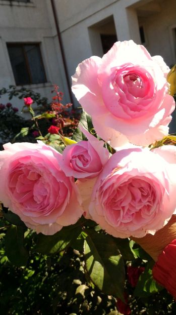 P_20170923_120408 - 2017 Trandafiri